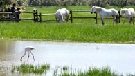 La naturaleza más viva de los Aiguamolls