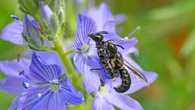 La reproducción de la gran abeja tijera