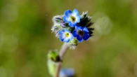 La minúscula flor que nunca podrás olvidar
