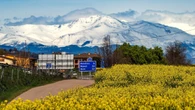 Osona amarilla, Pirineo blanco