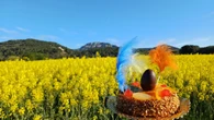 La mona de los campos de colza