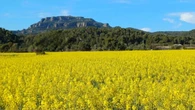 La falda amarilla de Sant Llorenç del Munt