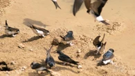 Los pájaros buscan charcos huyendo del calor
