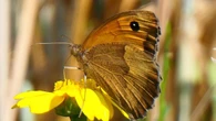 El declive de la mariposa loba