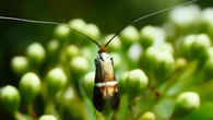 La primitiva polilla longicornio