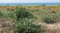 Esplendor primaveral en las dunas de la playa de Gavà