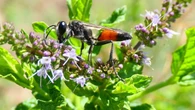 La grandota y solitaria avispa alfarera