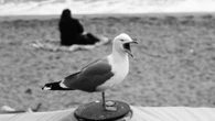 El bostezo de la Barceloneta