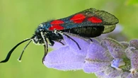 La guerra química de la mariposa gitanilla