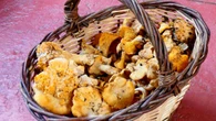 ¿Por qué la seta comestible más popular del otoño está triunfando esta primavera?