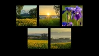 El rocío primaveral en los campos de Osona