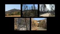 El paisaje de Les Gavarres tras el incendio
