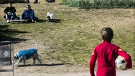 Barcelona repartirá 2.000 paquetes de bolsas para recoger heces de perros