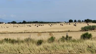 El paisaje rural estival del Gironès