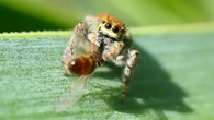 Mira cómo la araña saltadora devora a la hormiga negra