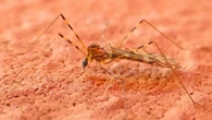 El falso mosquito gigante