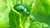 El fascinante verde metalizado más natural