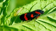 La temida cigarrilla espumadora