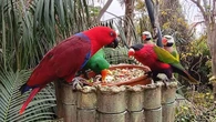 El parque de los loros en Tenerife