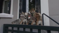 La tierna escena de perros añorando su hogar
