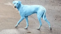 El Supremo indio ordena capturar a los perros callejeros de Nueva Delhi ante crisis nacional