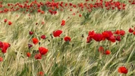 El paisaje rojo y dorado de Calaf