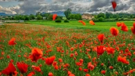 El lucimiento de la primavera en Osona