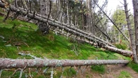 Descalabro de árboles en el Ripollès