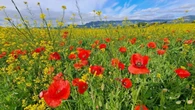 Primavera de mostaza con amapolas