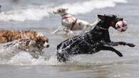 València abre este sábado su playa canina, la única en que se puede acceder con los perros