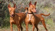 Detienen a un hombre por matar a 9 cachorros de podenco: los abandonó en la maleza dentro de una bolsa