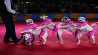 La Comunidad Valenciana volverá a tener circos con animales no salvajes tras el acuerdo PP-Vox