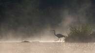 Las aves fantasma del río Ter