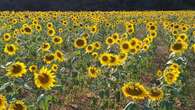 Los resilientes girasoles de La Barata