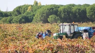 Viticultores valencianos cambian las variedades por el creciente interés en los caldos blancos