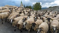 Las ovejas toman el santuario de Puig-agut