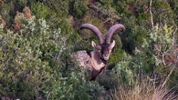Encuentros con cabras salvajes en Montserrat