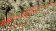 El jardín natural de Mont-ras