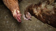 Investigan una granja en Mallorca donde las gallinas convivían con ratas y animales muertos