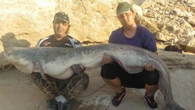 Las redes sociales revolucionan la pesca deportiva de siluros enormes en el río Ebro