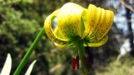 ¿Te atreves a oler el lirio del Pirineo?