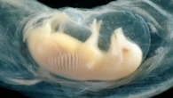 Un equipo científico logra hacer crecer corazones de células humanas en embriones de cerdo