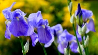 ¿Sabías que los emblemáticos 'Lirios' de Van Gogh eran originalmente violetas?