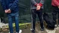 La insólita reacción del perro de una banda narco cuando la policía muestra la foto de la detención