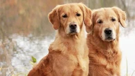 Condenan a un hombre a indemnizar a los vecinos por los ladridos de sus perros: 180 euros al mes hasta que se acaben las molestias