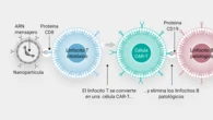 Una terapia innovadora ofrece expectativas de curación para enfermedades autoinmunes
