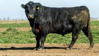 “Lo voy a capar”: la insólita pelea que ha terminado con un toro castrado a cuchillo en medio del campo