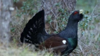 Los Agentes Rurales denuncian a 2 personas por fotografiar el urogallo en libertad: ¿por qué pueden multarlos con hasta 200.000 euros?