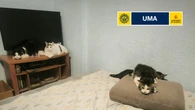 Retiran 17 gatos de un domicilio en València tras denuncias vecinales