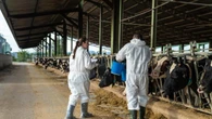 Detectados otros cuatro casos de dermatosis nodular en granjas del Alt Empordà